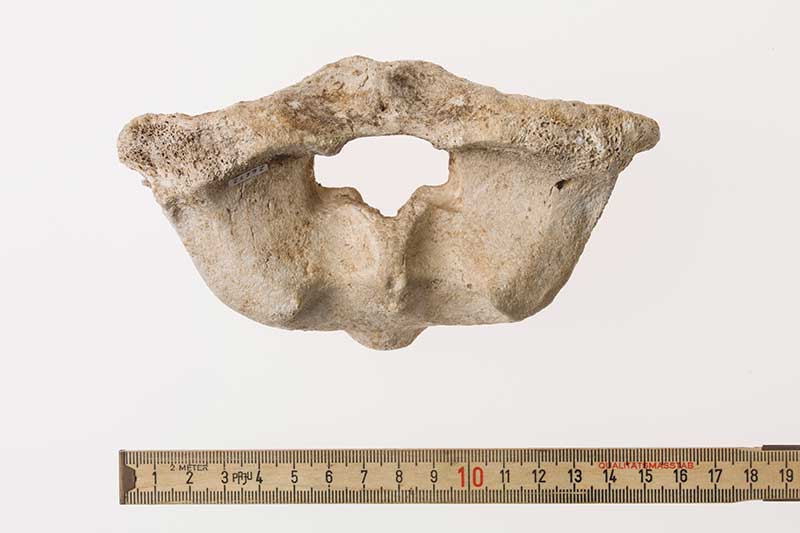 Naturmuseum Olten Atlas Moschusochse