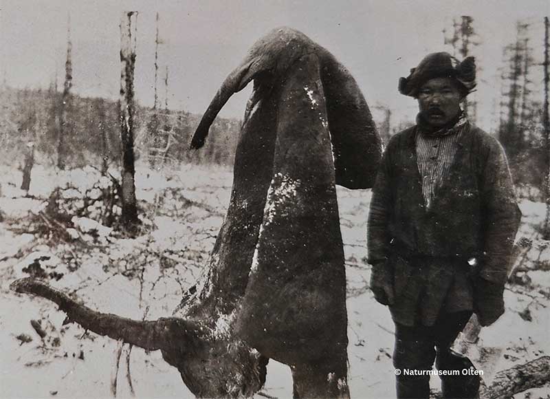 Naturmuseum Olten Beresowka Analklappe
