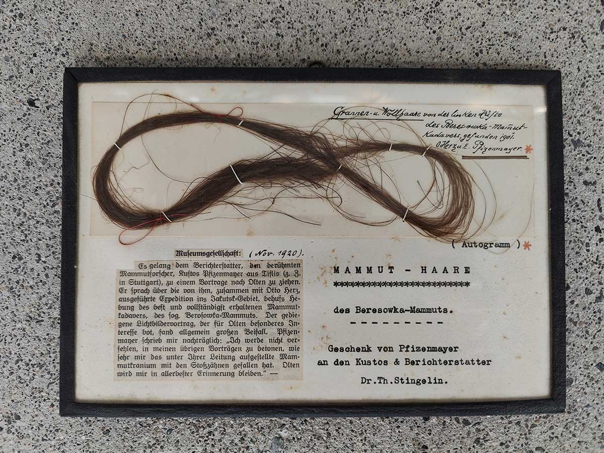 Naturmuseum Olten Beresowka Haare