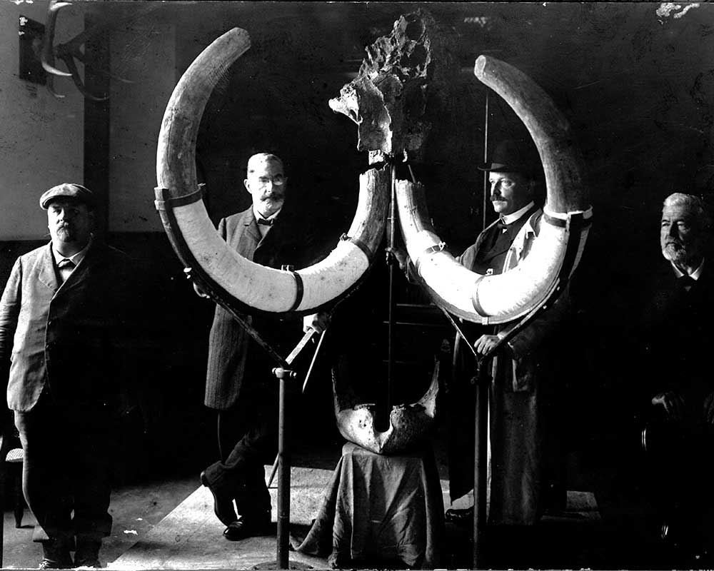 Naturmuseum Olten Mammut Zähne