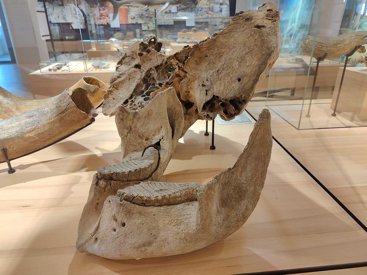 Naturmuseum Olten Oltner Mammut