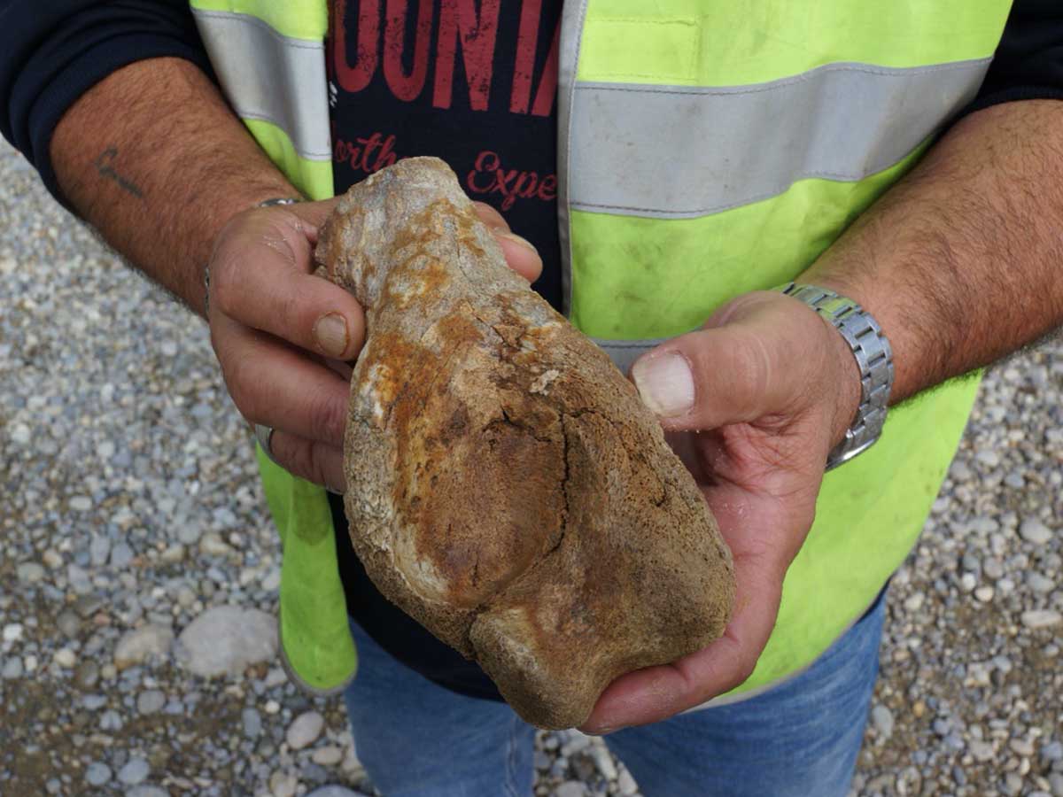 Naturmuseum Olten Wildpferdknochen