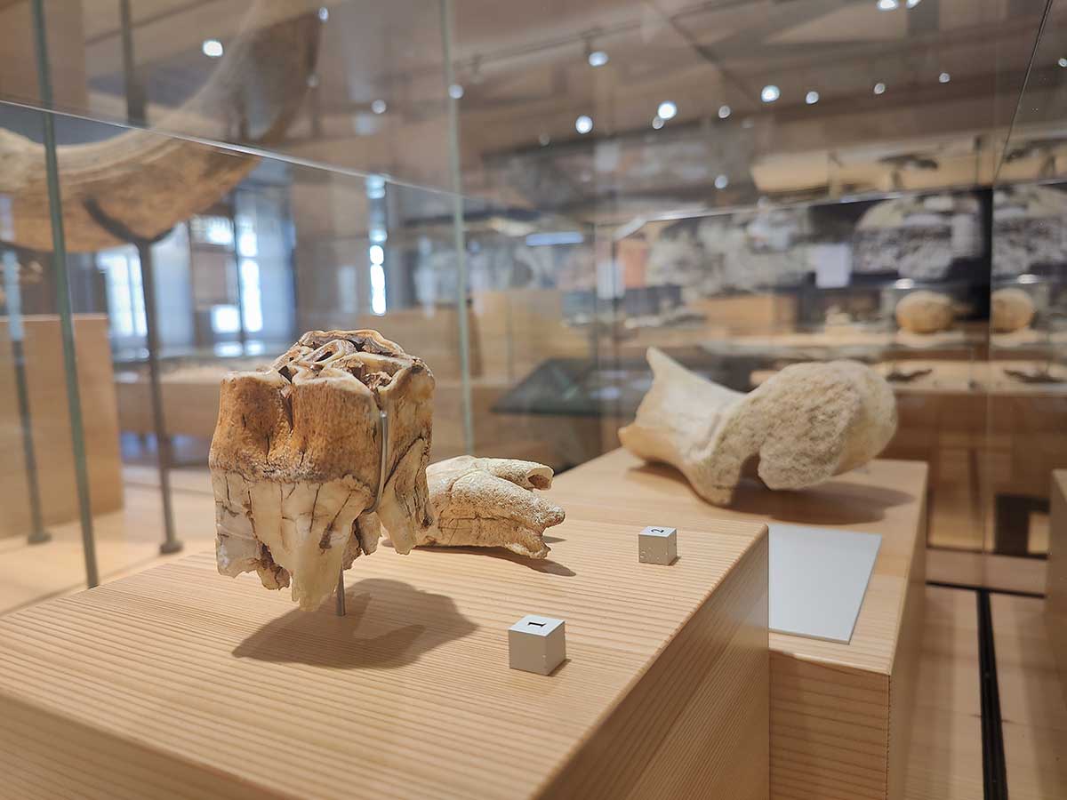 Naturmuseum Olten Wollhaarnashorn