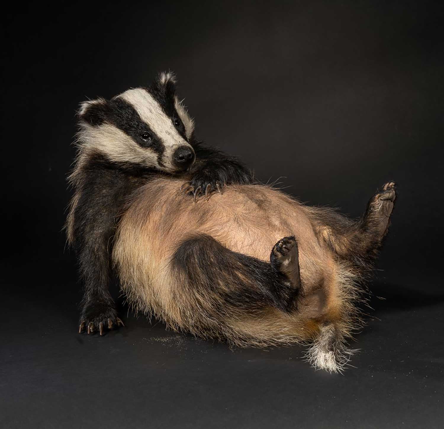 nmo blog 5 badender dachs 2024