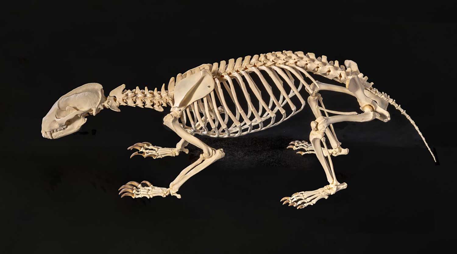 nmo blog 6 dachsskelett 2024