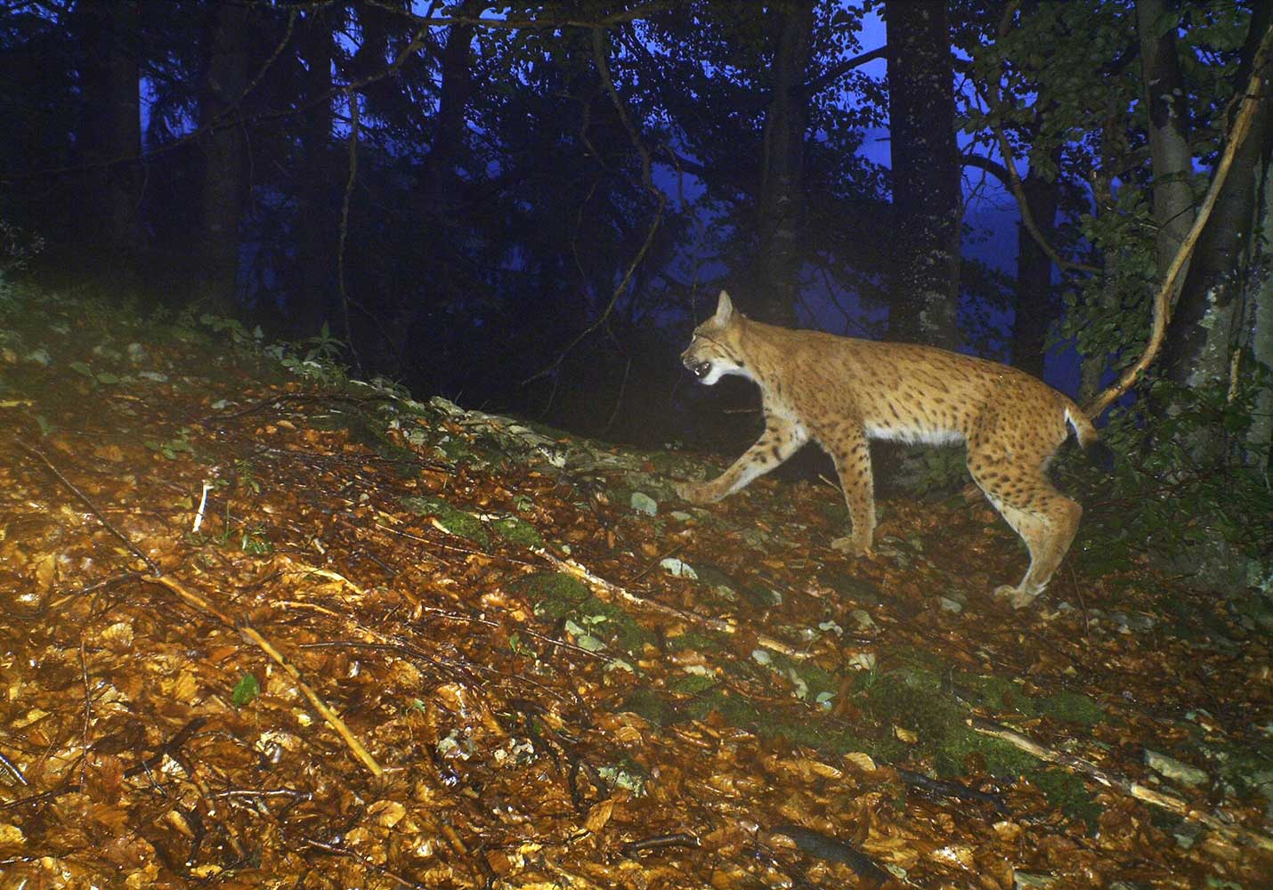 Naturmuseum Olten Wildpferdknochen