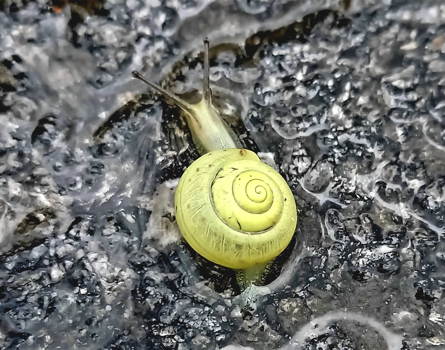 1 Schnecke auf Asphalt Pia Geiger
