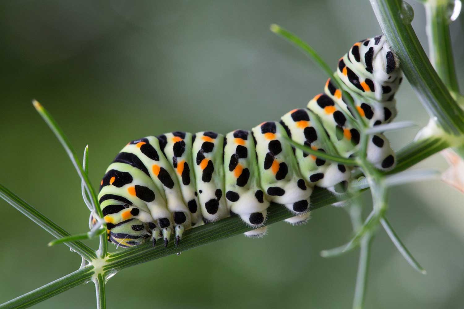 Papilio machao Jelmer Reyntjes neu 2