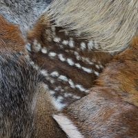 Zwergliführung «Flauschige Felle»