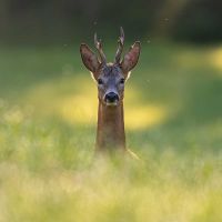 Mittagsführung «Wildschwein, Reh und Co.»