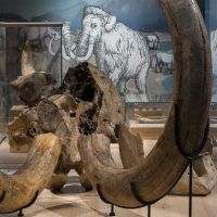 Abendführung «Paläontologische Schätze der Region»