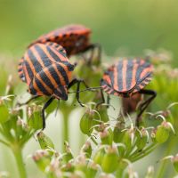 Abendführung «Faszination Insekten»