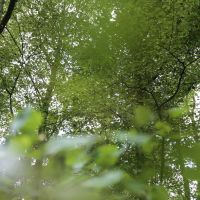 Vortrag «Der Wald, eine Kohlenstoffsenke?»