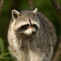 Vortrag «Der Waschbär – ein Neubürger mit Konfliktpotential»