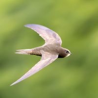 Zwergliführung «fliegend unterwegs»