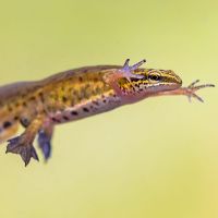 Zwergliführung «schwimmend unterwegs»